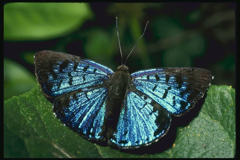  (Lepidoptera) ,  (Lepidoptera