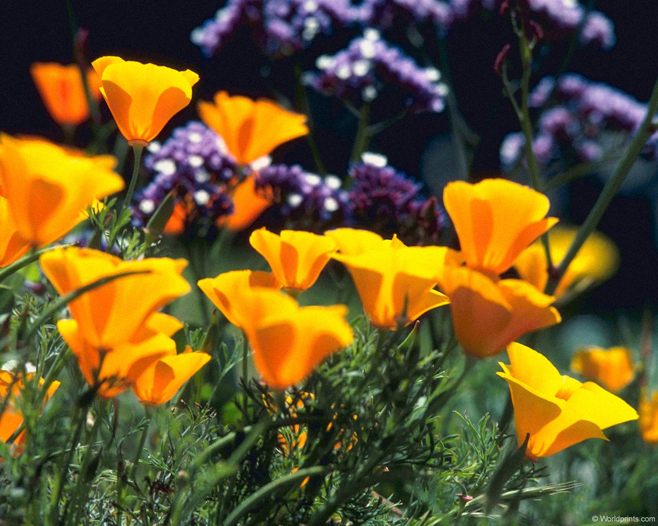 flowers flower    