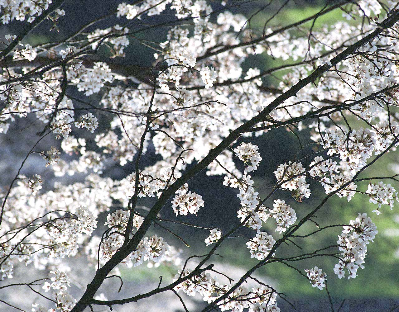 flowers flower    