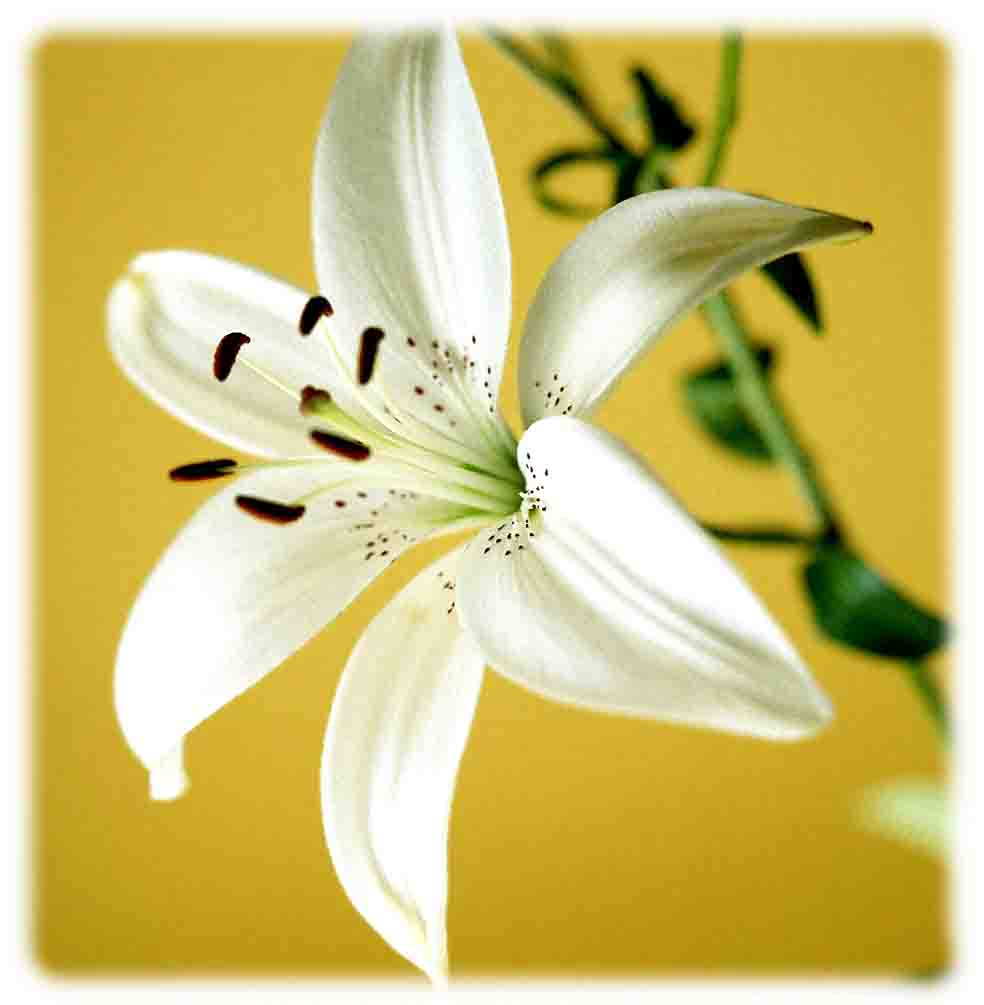  flowers flower    