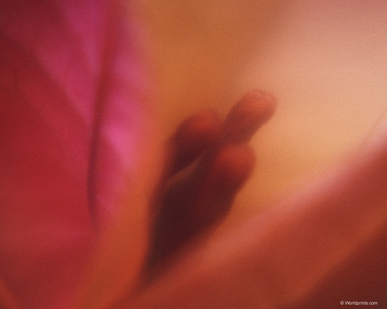  flowers flower    