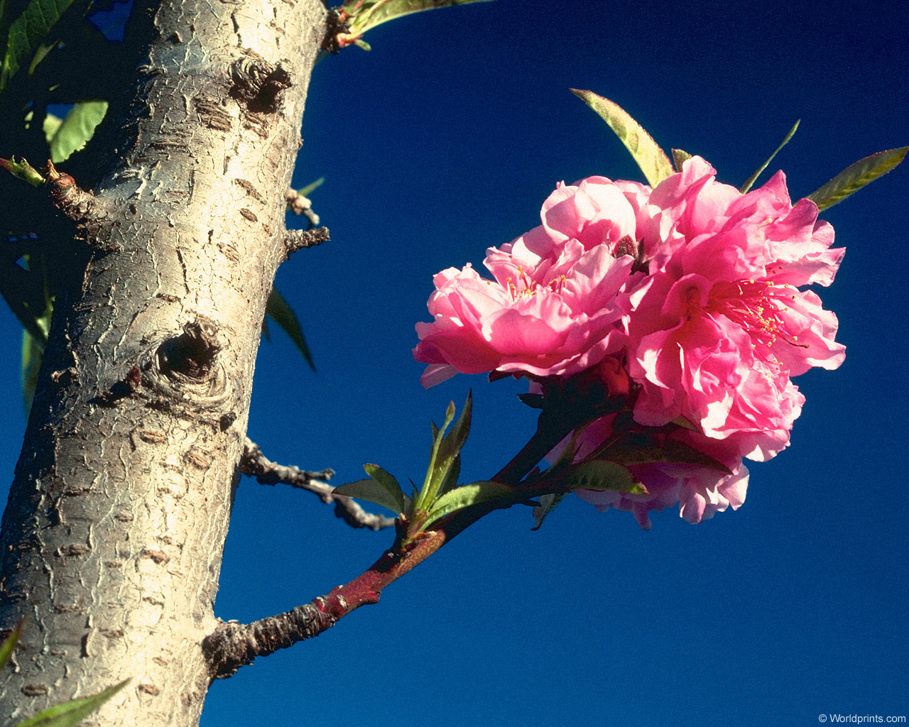  flowers flower    