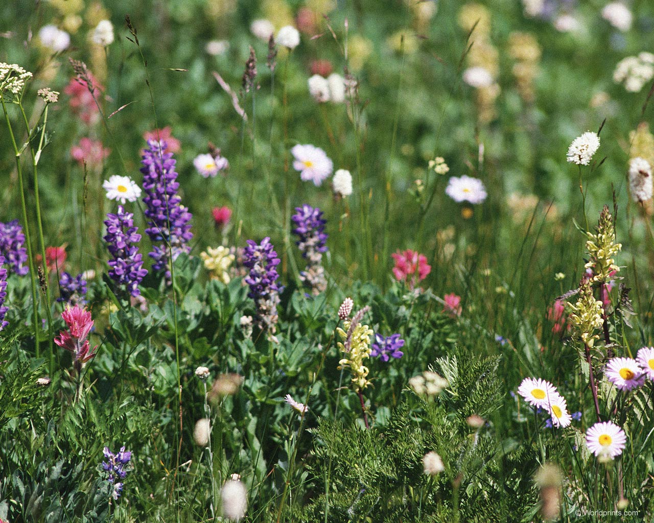  flowers flower    