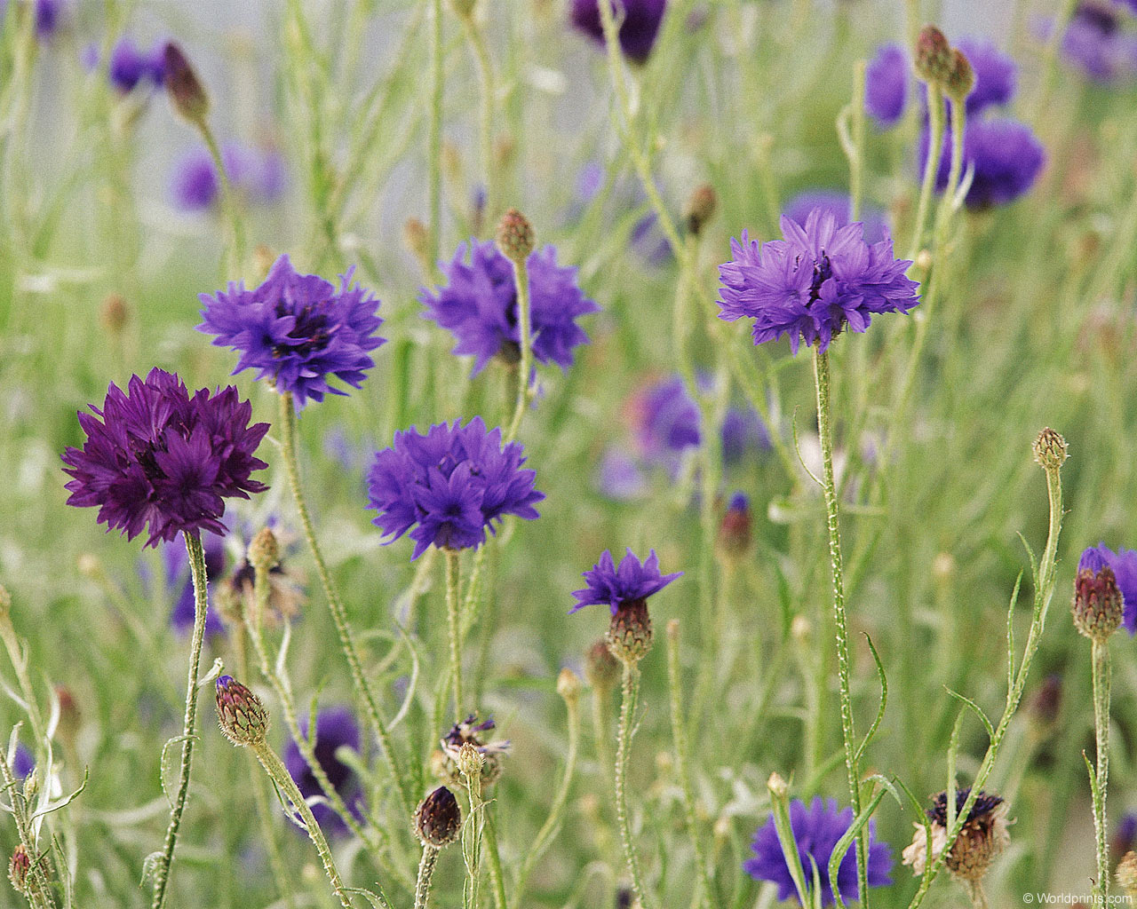  flowers flower    