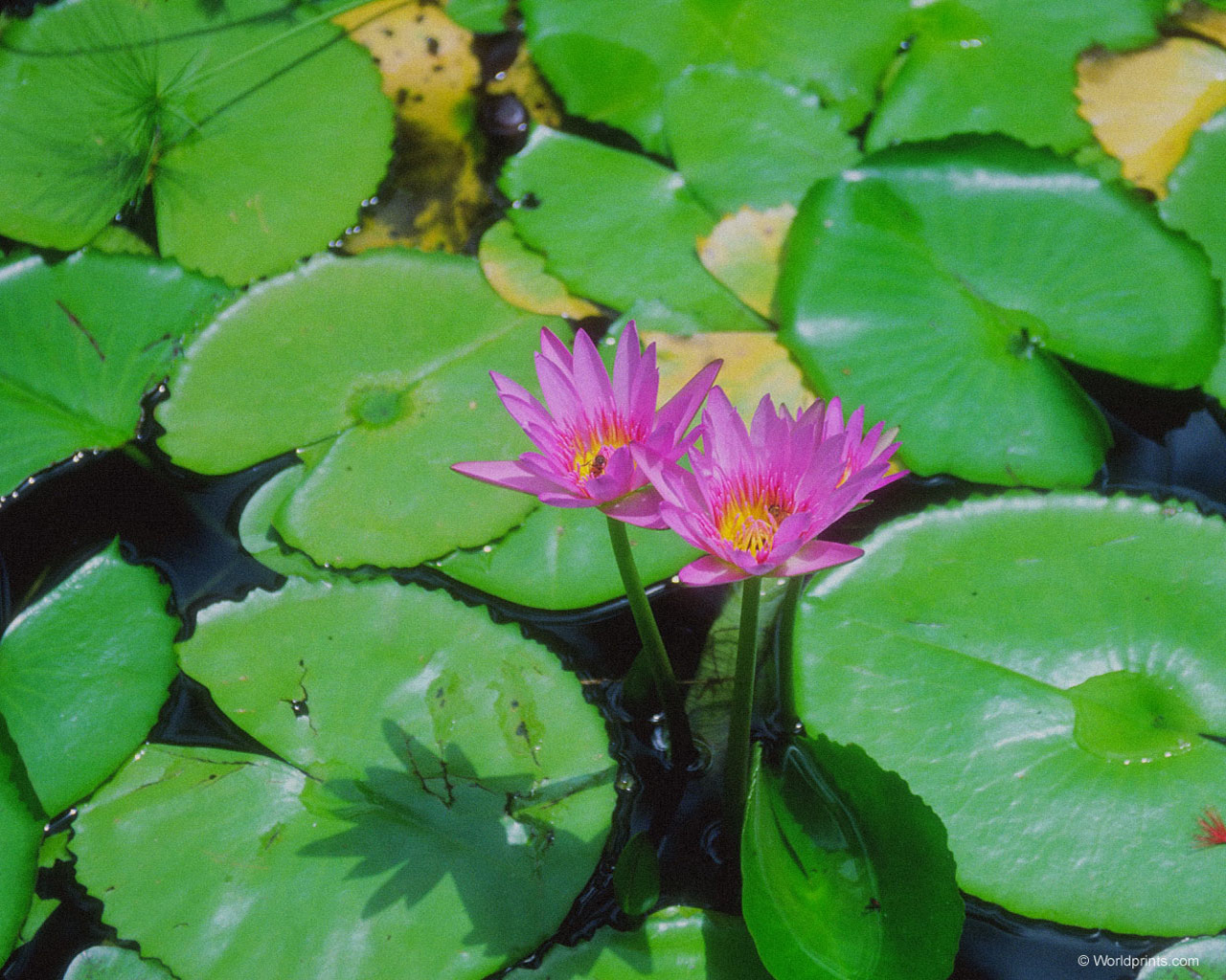  flowers flower    