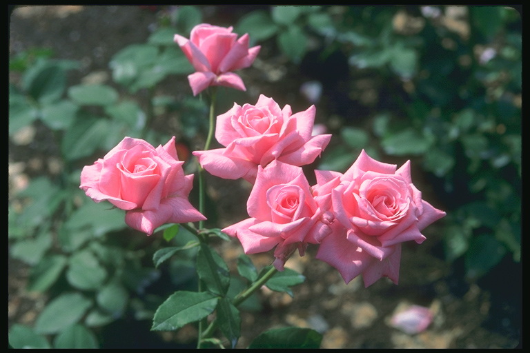  flowers flower    