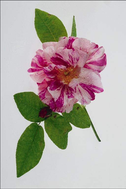  flowers flower    