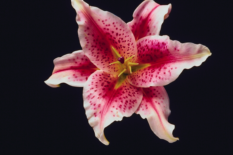  flowers flower    