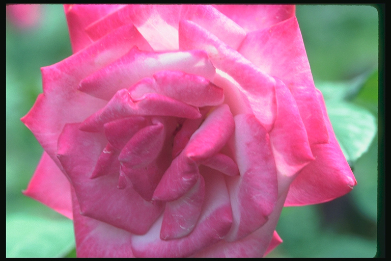  flowers flower    
