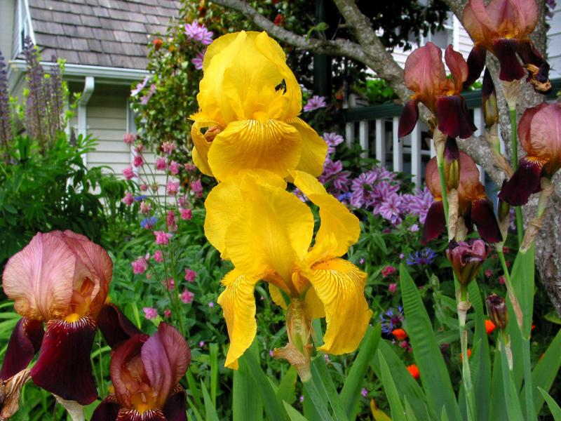  flowers flower    