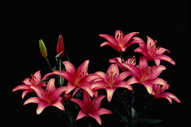  flowers flower    