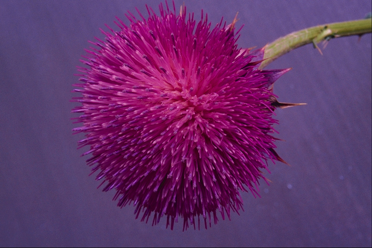  flowers flower    