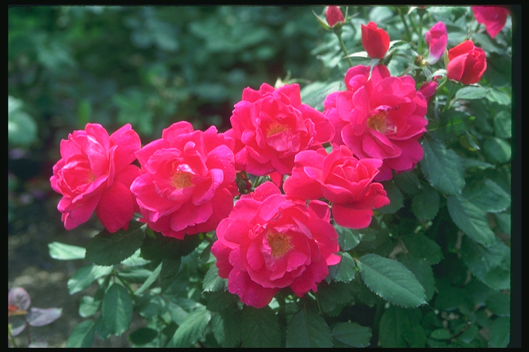  flowers flower    