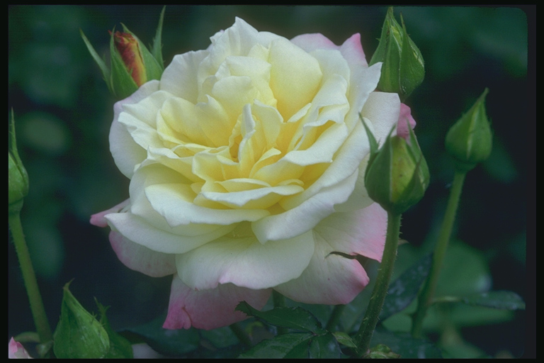  flowers flower    