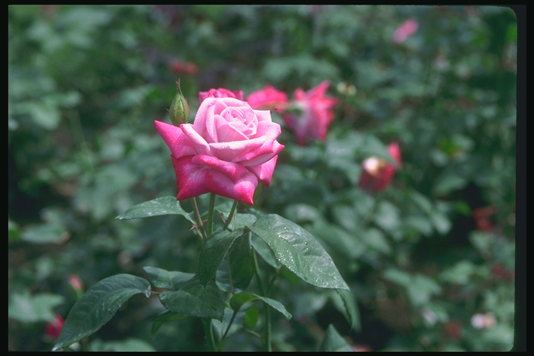  flowers flower    