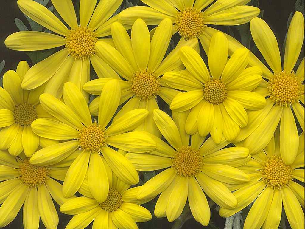  flowers flower    