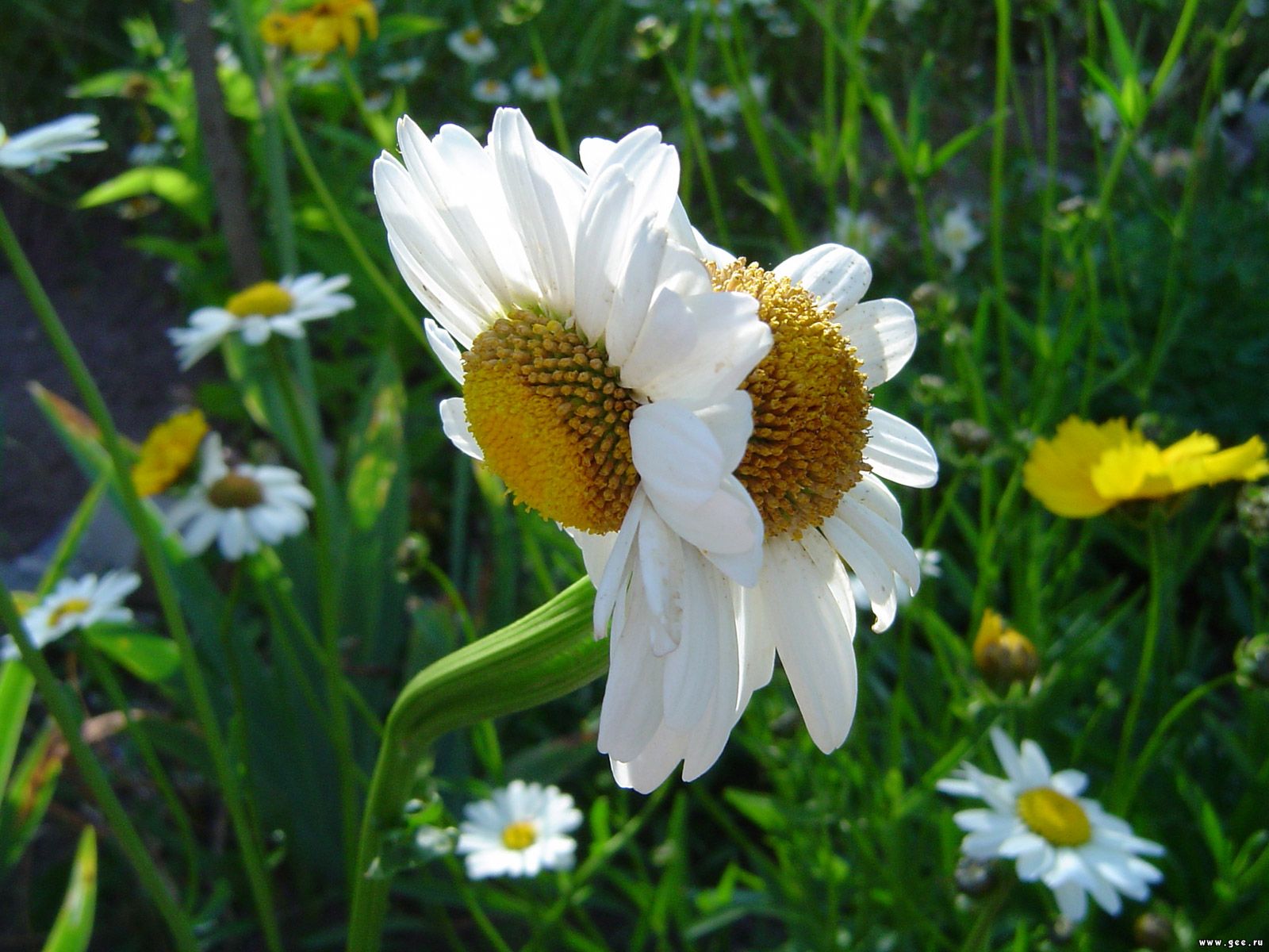  flowers flower    