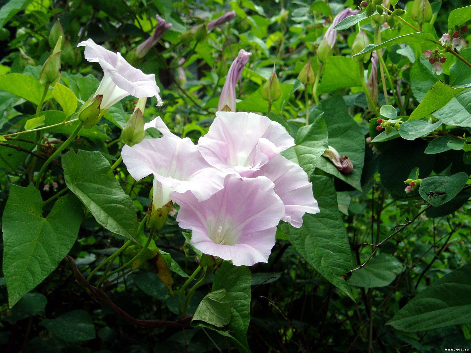  flowers flower    