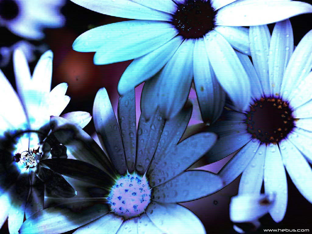  flowers flower    