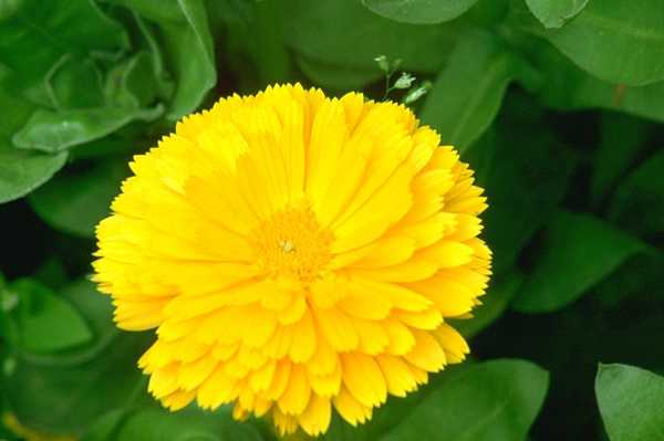  flowers flower    