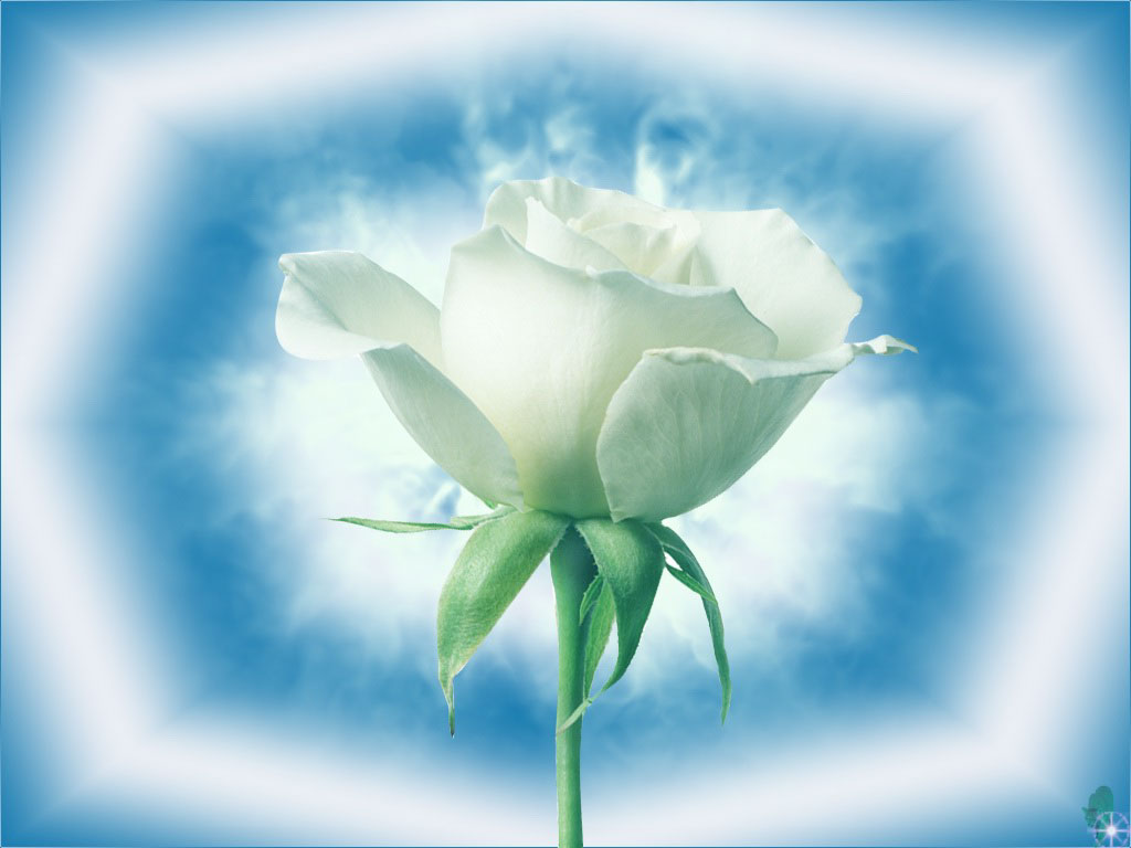  flowers flower    