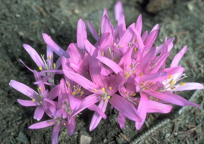  flowers flower    