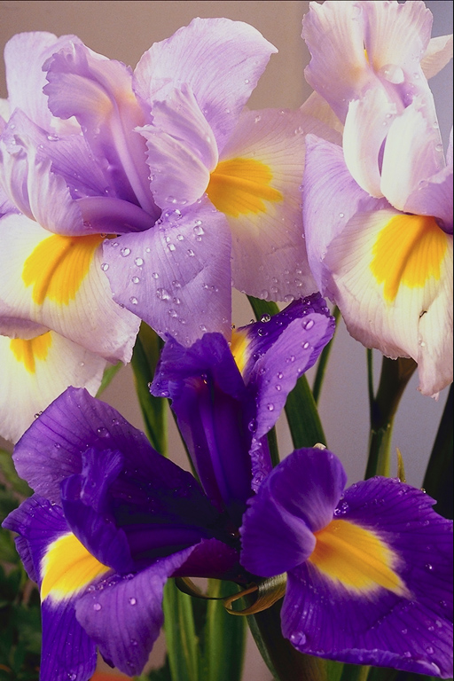  flowers flower    