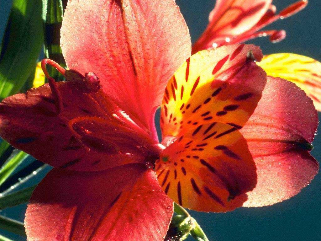  flowers flower    