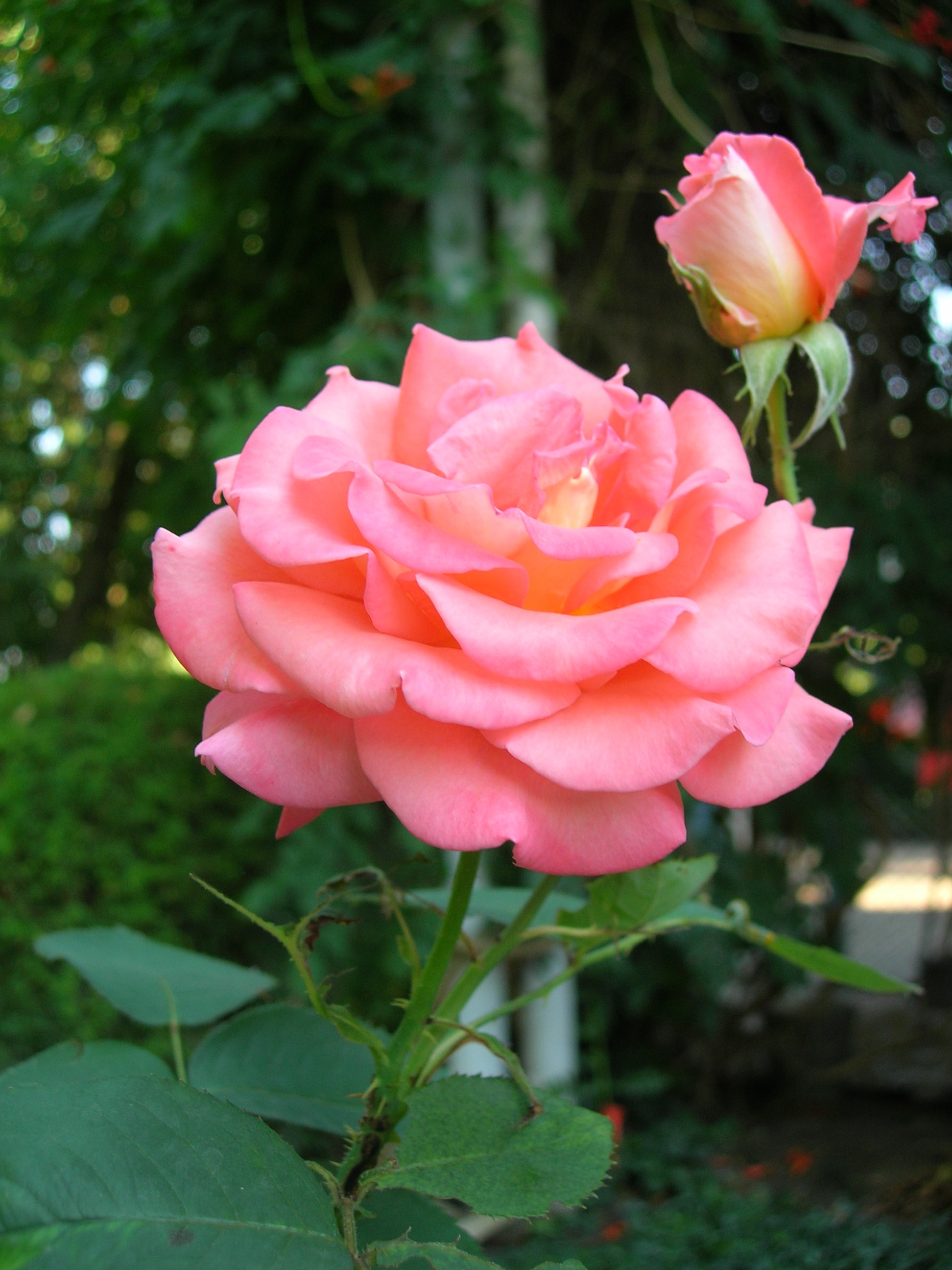  flowers flower    