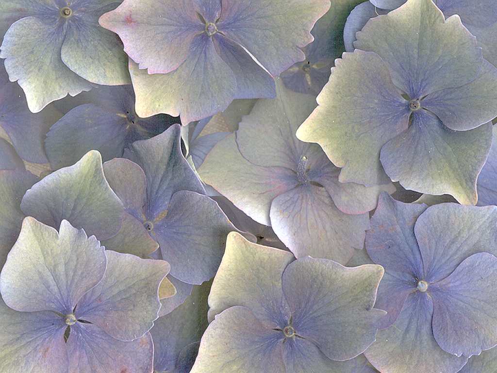  flowers flower    