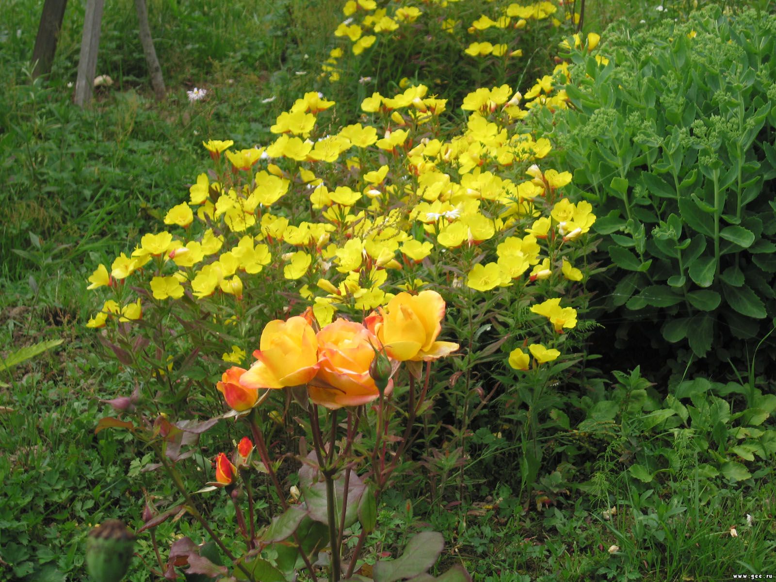  flowers flower    