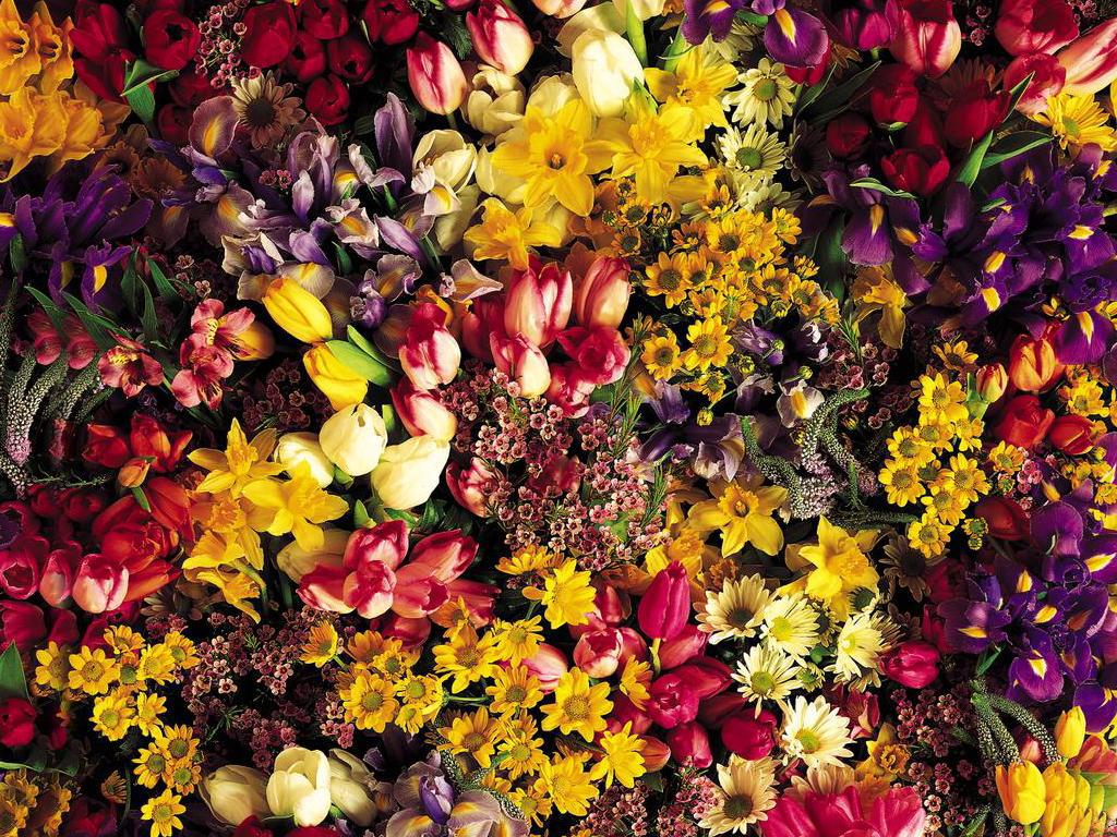  flowers flower    