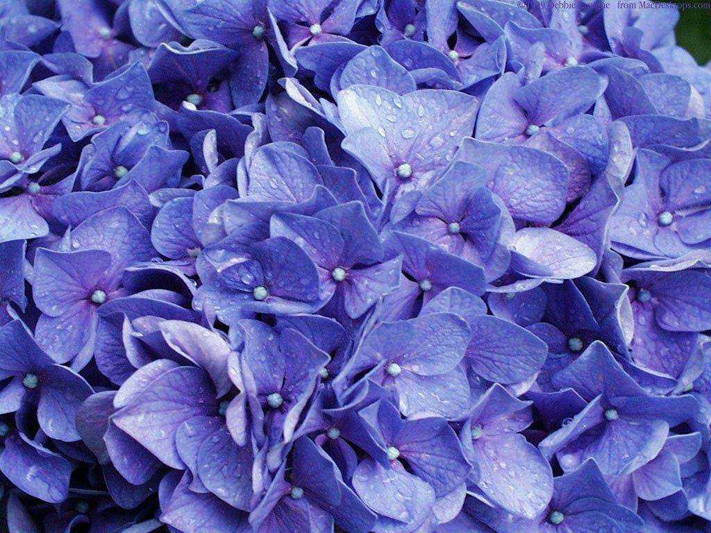  flowers flower    