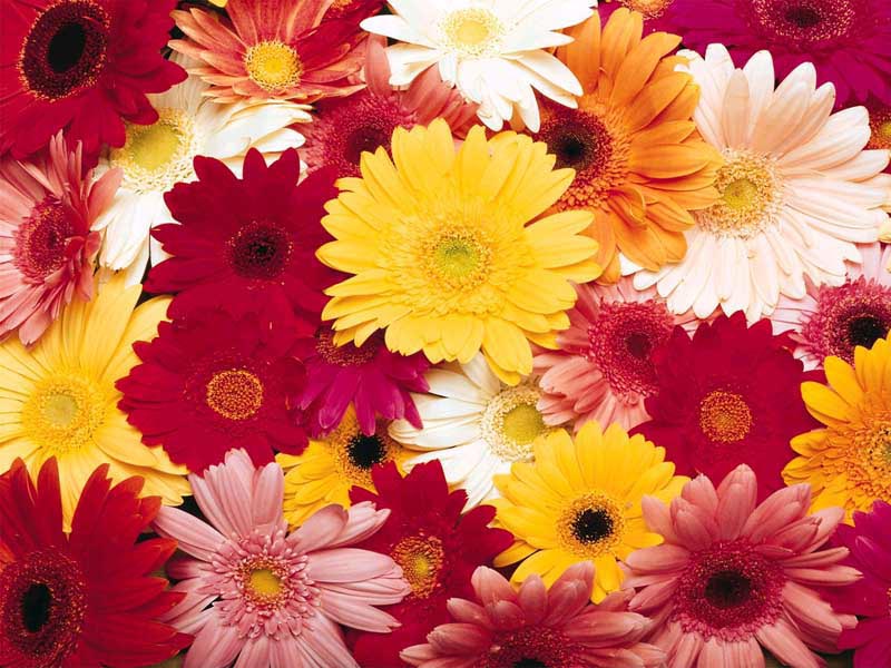  flowers flower    