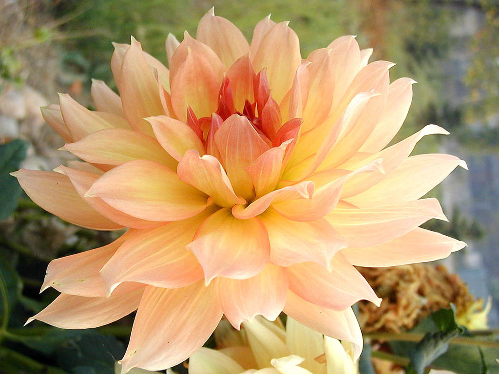  flowers flower    