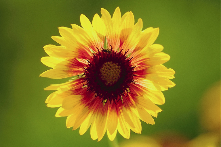  flowers flower    