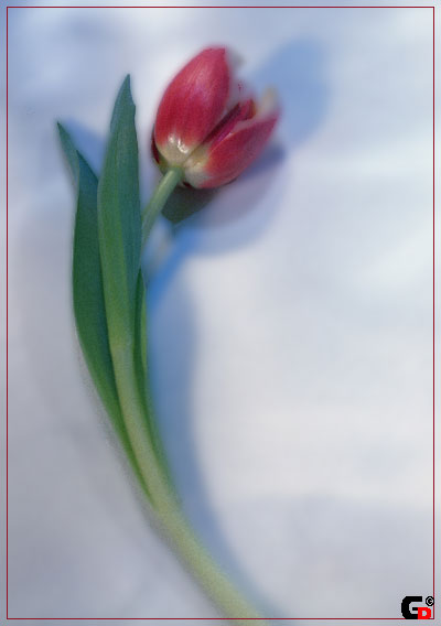  flowers flower    