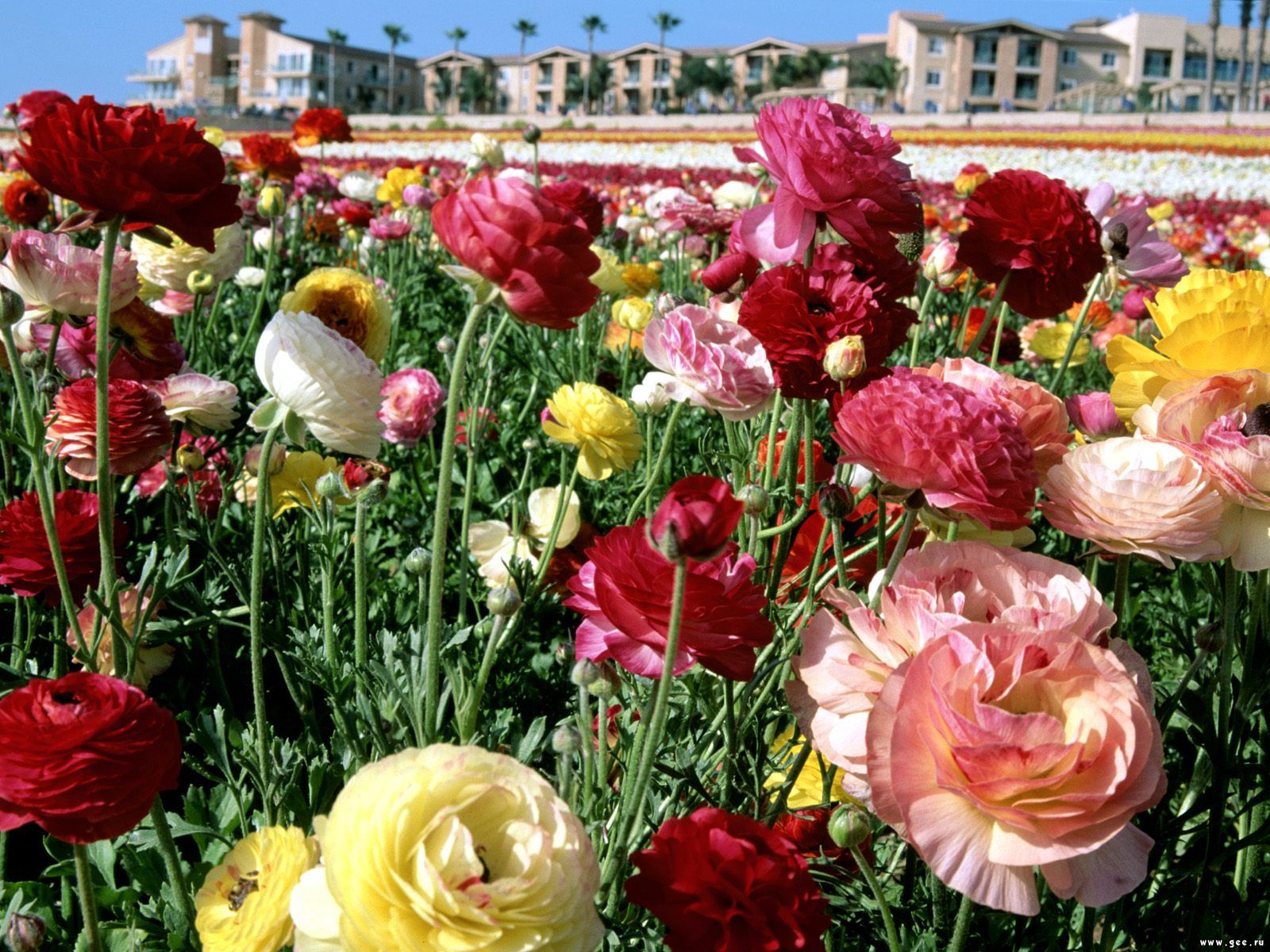  flowers flower    