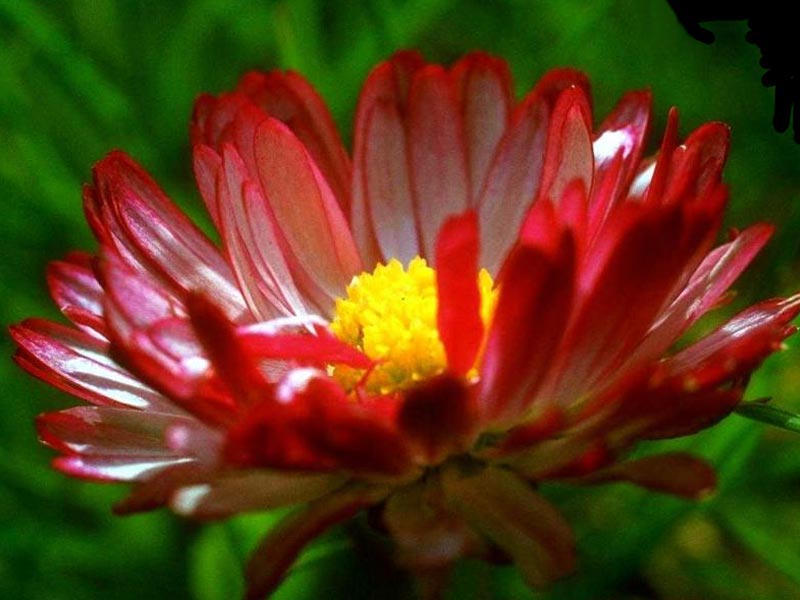  flowers flower    