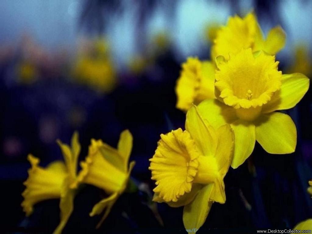  flowers flower    