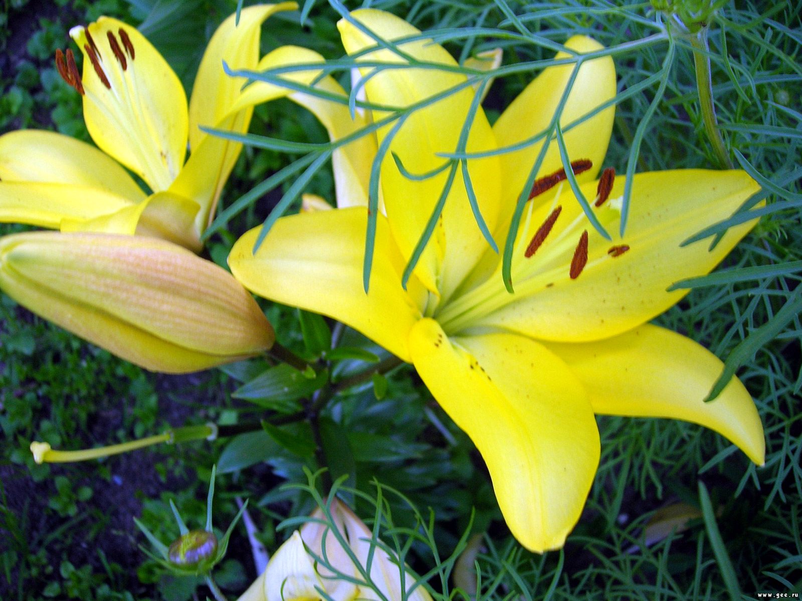  flowers flower    