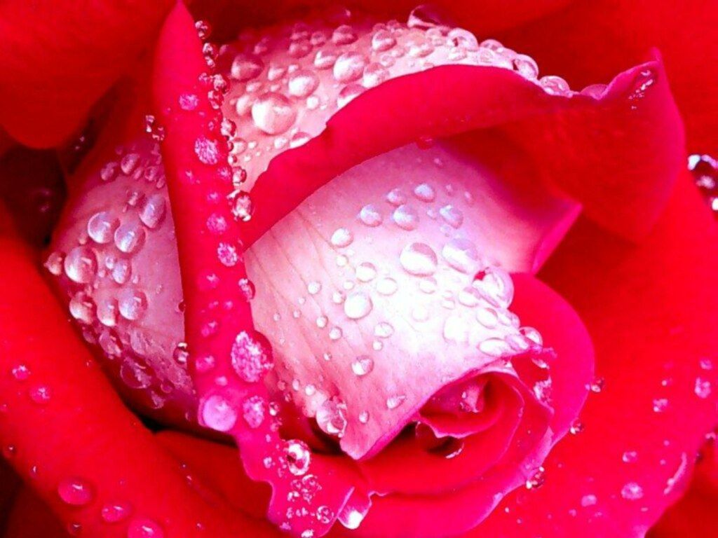  flowers flower    