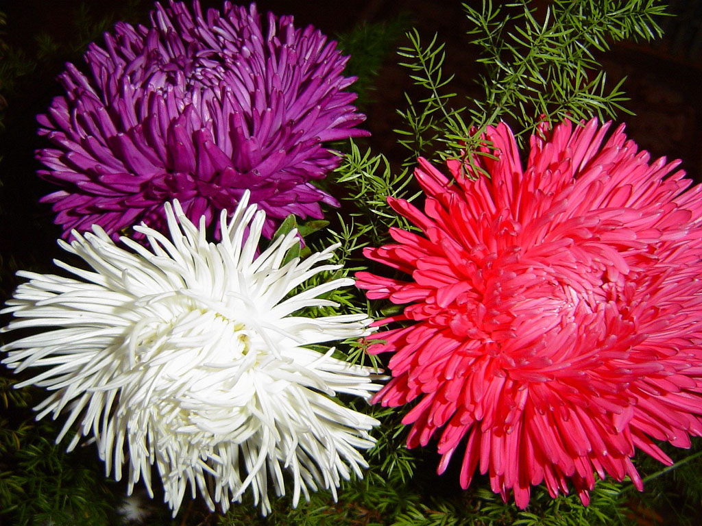  flowers flower    