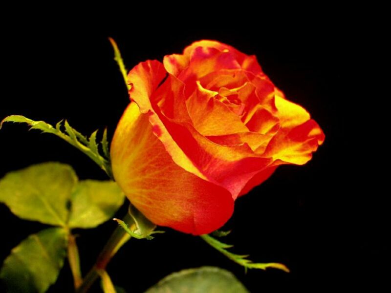  flowers flower    
