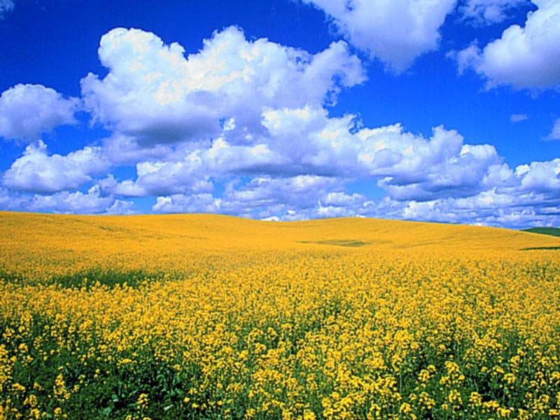  flowers flower    