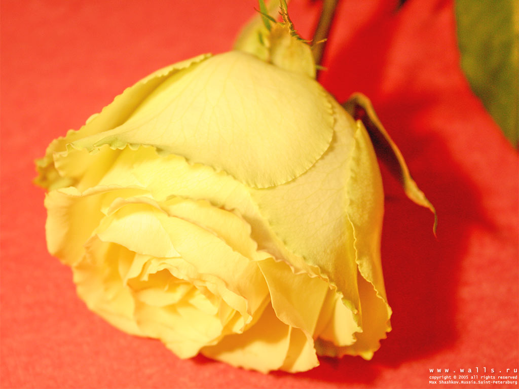  flowers flower    