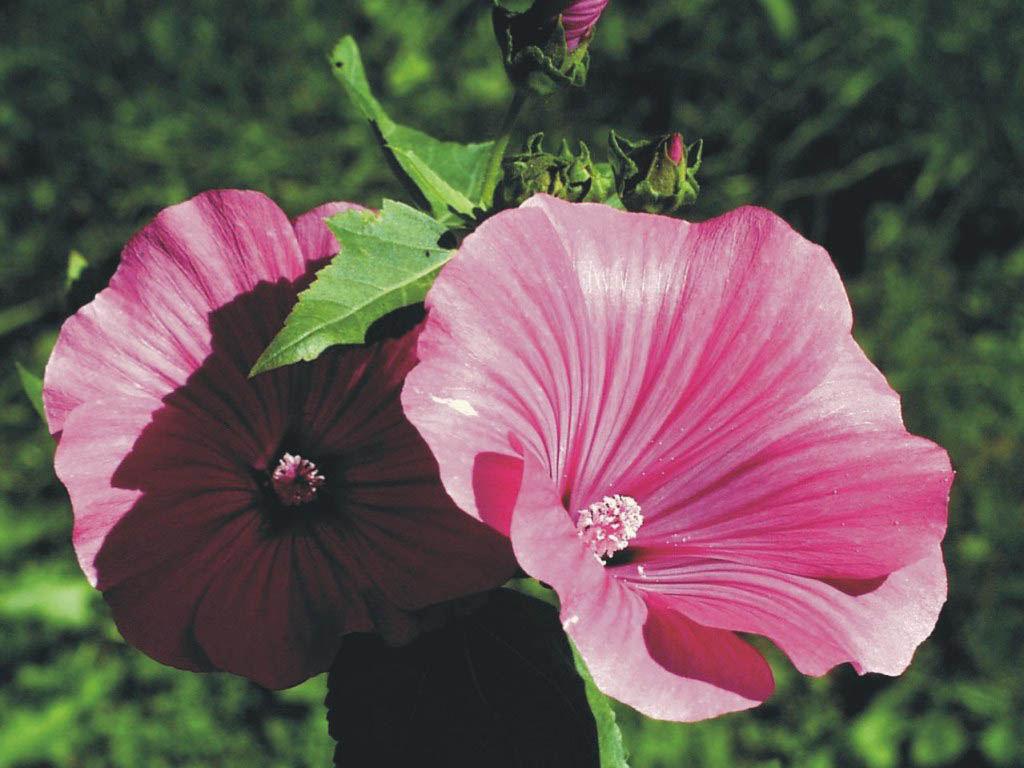  flowers flower    