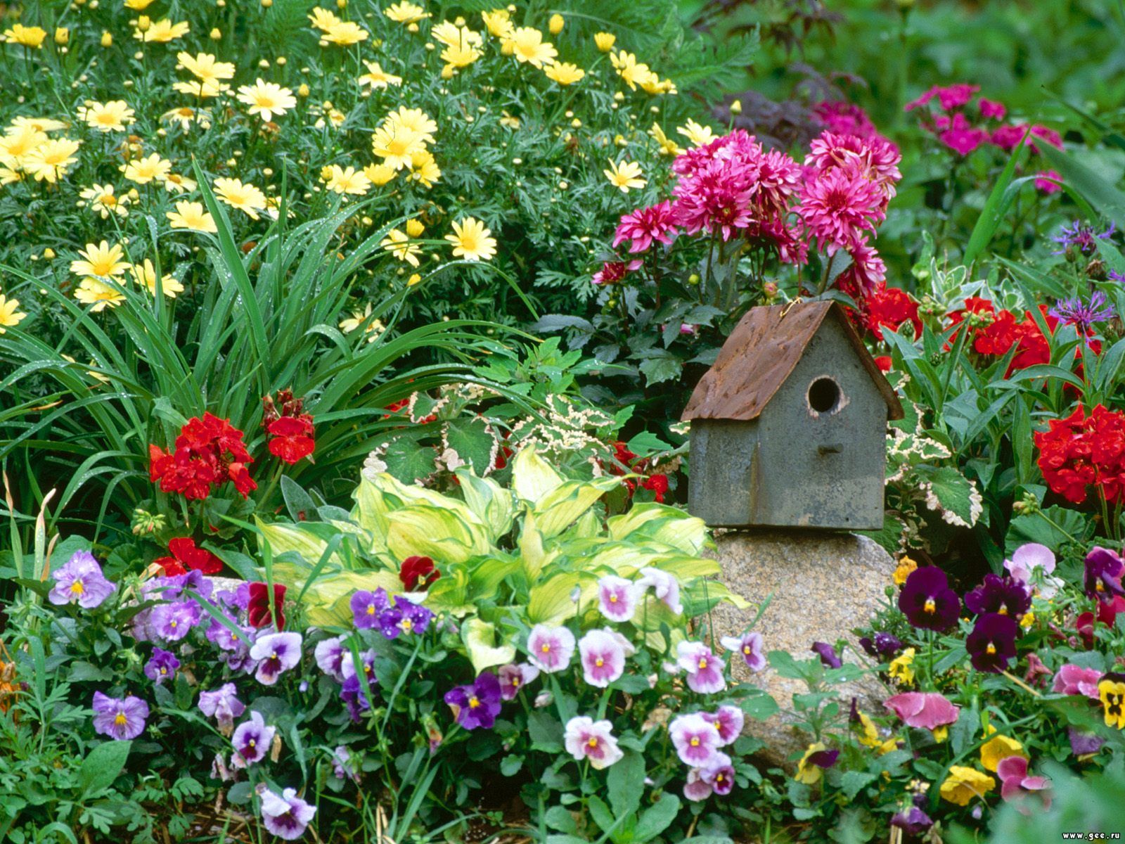  flowers flower    