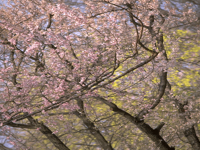 flowers flower    
