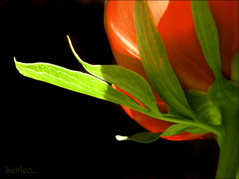  flowers flower    